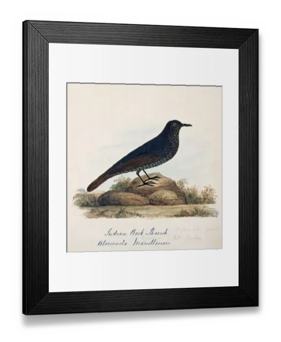 Framed Print : Monticola solitarius, blue rock thrush Framed Print : Monticola solitarius, blue rock thrush