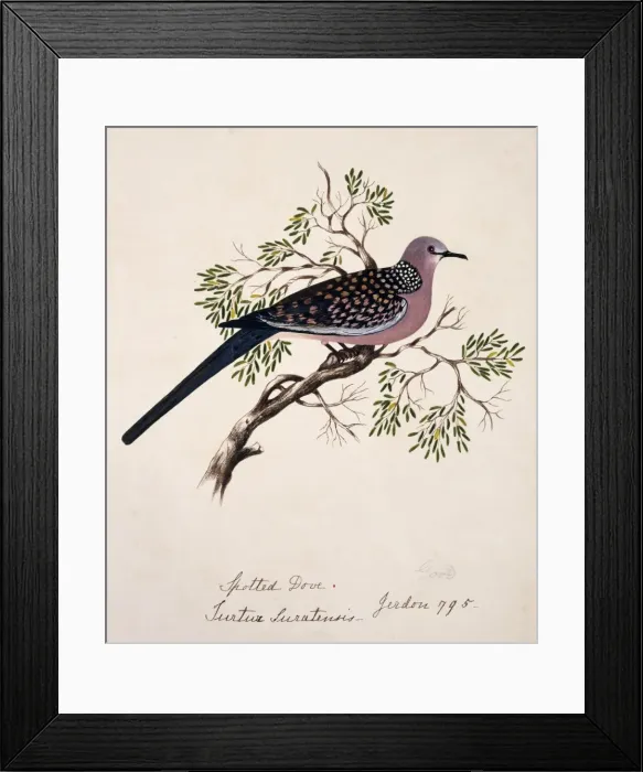 Framed Print : Streptopelia chinensis, spotted-necked dove Framed Print : Streptopelia chinensis, spotted-necked dove