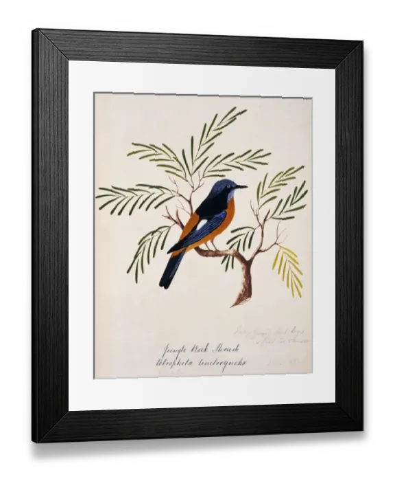 Framed Print : Monticolar cinclorhynchus, blue-capped rock thrush Framed Print : Monticolar cinclorhynchus, blue-capped rock thrush