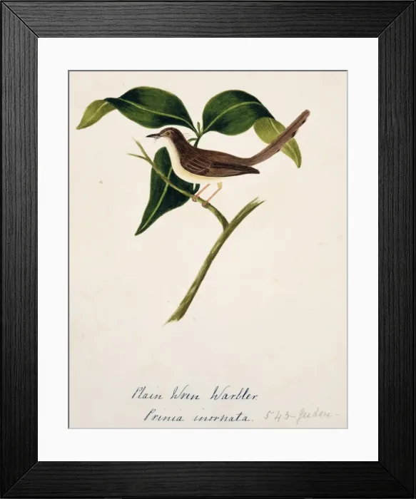 Framed Print : Prinia inornata, plain prinia Framed Print : Prinia inornata, plain prinia