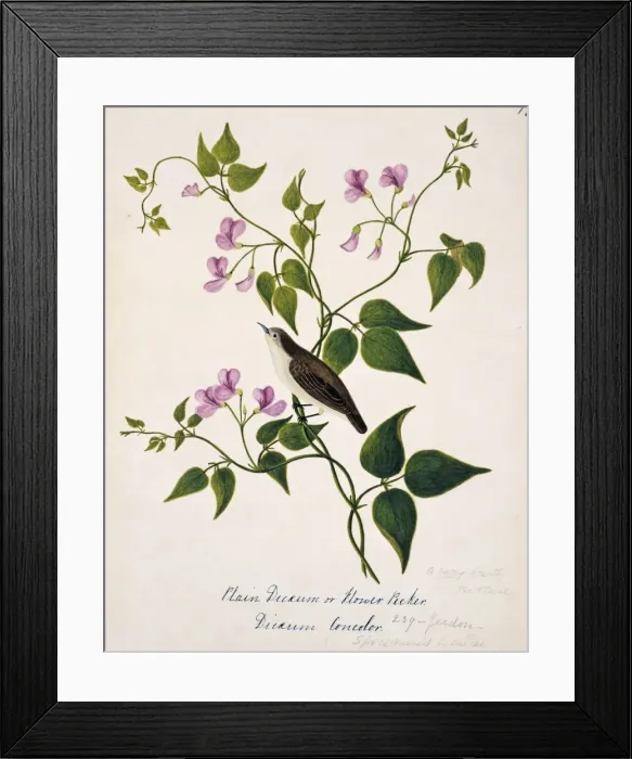 Framed Print : Dicaeum concolor, plain flowerpecker Framed Print : Dicaeum concolor, plain flowerpecker