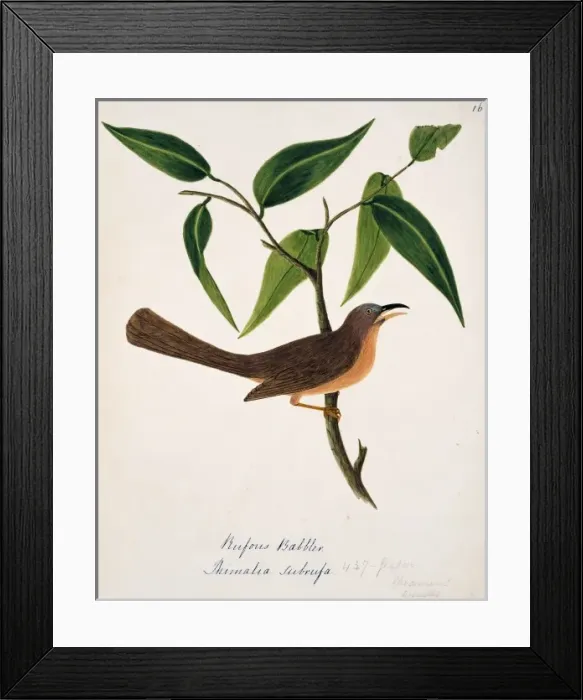Framed Print : Turdoides subrufus, rufous babbler Framed Print : Turdoides subrufus, rufous babbler