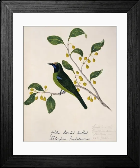 Framed Print : Chloropsis aurifrons, golden-fronted leafbird Framed Print : Chloropsis aurifrons, golden-fronted leafbird