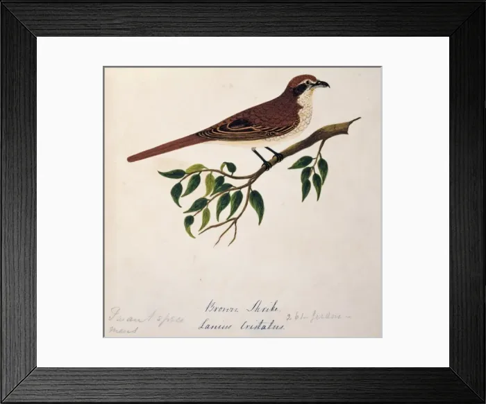 Framed Print : Lanius cristatus, brown shrike Framed Print : Lanius cristatus, brown shrike