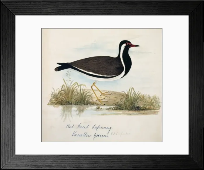 Framed Print : Vanellus indicus, red-wattled lapwing Framed Print : Vanellus indicus, red-wattled lapwing