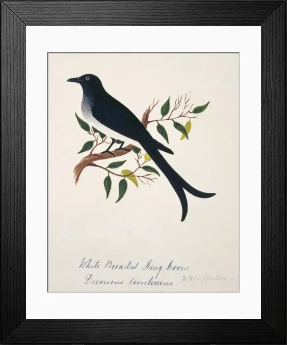 Framed Print : Dicrurus caerulescens, white-bellied drongo Framed Print : Dicrurus caerulescens, white-bellied drongo