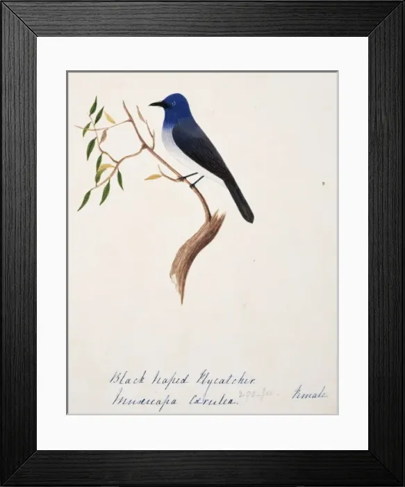 Framed Print : Hypothymis azurea, black-naped monarch Framed Print : Hypothymis azurea, black-naped monarch