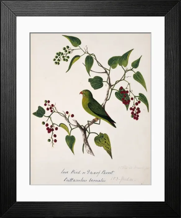 Framed Print : Loriculus vernalis, vernal hanging parrot Framed Print : Loriculus vernalis, vernal hanging parrot