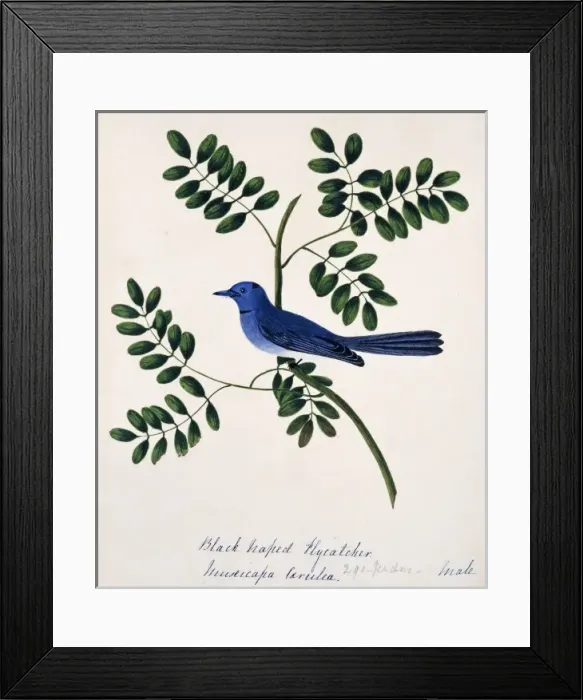 Framed Print : Hypothymis azurea, black-naped monarch Framed Print : Hypothymis azurea, black-naped monarch