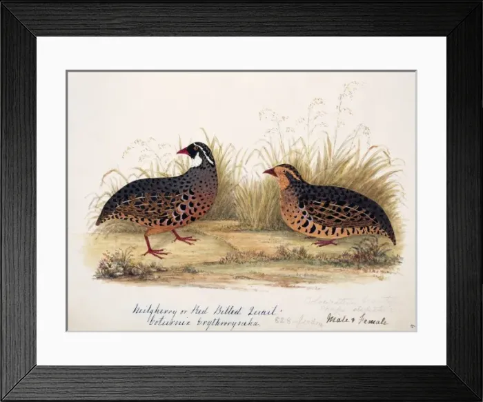Framed Print : Perdicula erythrorhyncha, painted bush quail Framed Print : Perdicula erythrorhyncha, painted bush quail