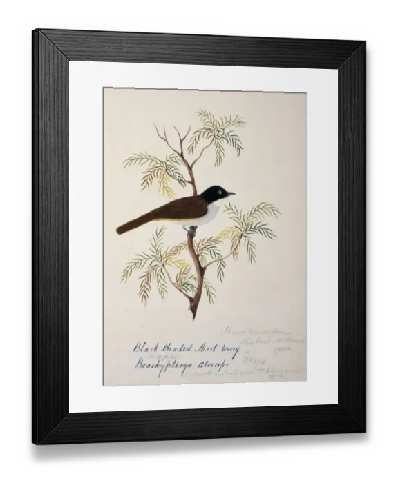 Framed Print : Rhopocichla atriceps, dark-fronted babbler