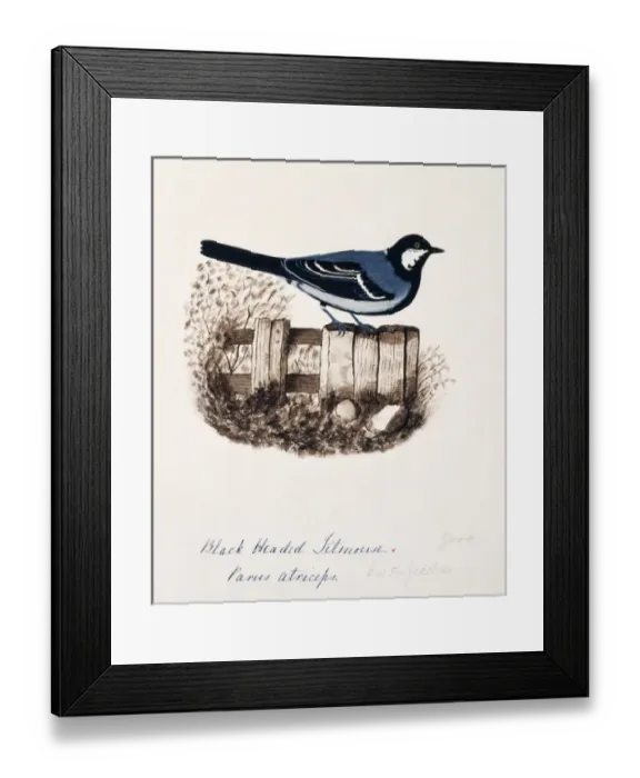 Framed Print : Parus major, great tit Framed Print : Parus major, great tit