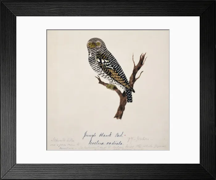 Framed Print : Glaucidium radiatum, jungle owlet Framed Print : Glaucidium radiatum, jungle owlet