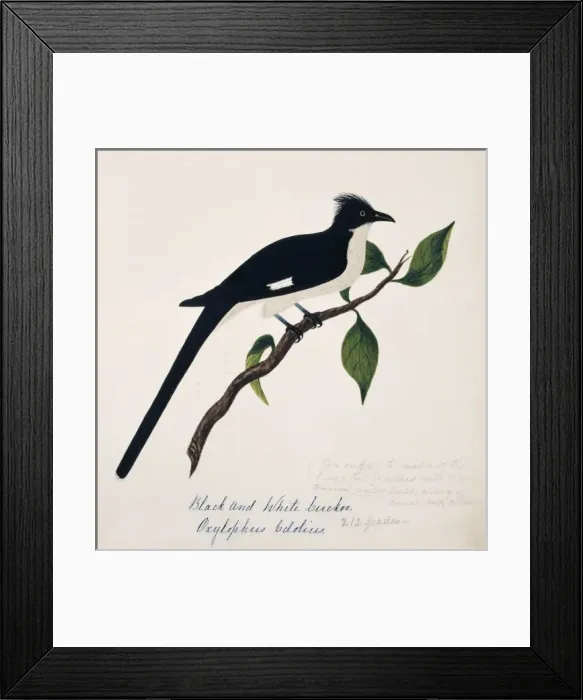 Framed Print : Clamator jacobinus, jacobin cuckoo Framed Print : Clamator jacobinus, jacobin cuckoo