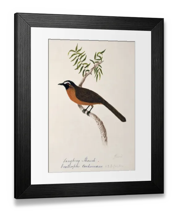 Framed Print : Garrulax cachinnans, nilgiri laughing thrush Framed Print : Garrulax cachinnans, nilgiri laughing thrush