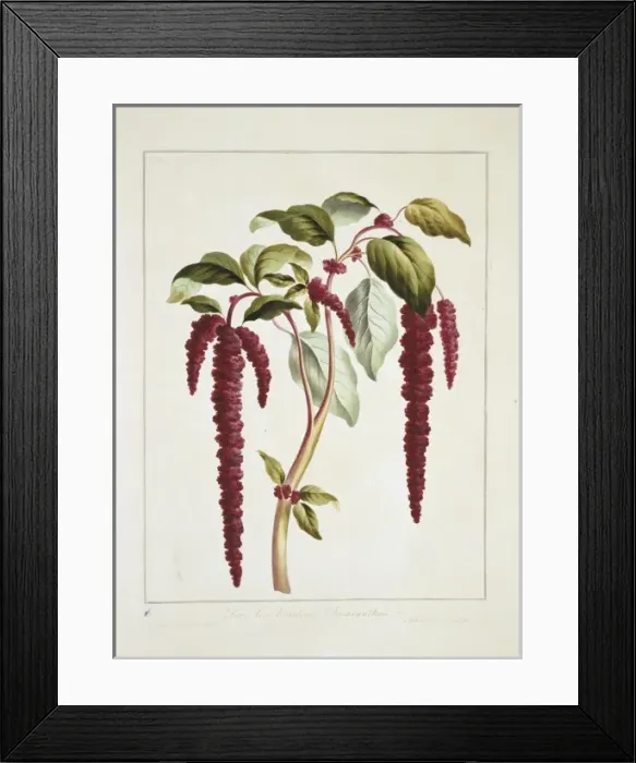 Framed Print : Amaranthus caudatus, love-lies-bleeding Framed Print : Amaranthus caudatus, love-lies-bleeding