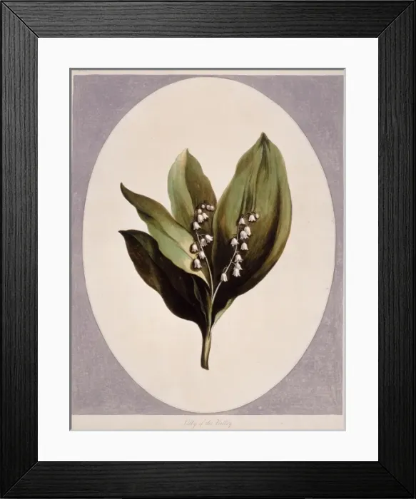 Framed Print : Convallaria magalis, lily-of-the-valley Framed Print : Convallaria magalis, lily-of-the-valley