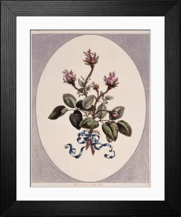 Framed Print : Rosa sp. rose Framed Print : Rosa sp. rose