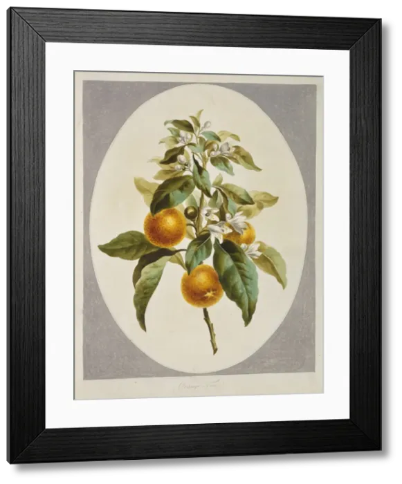 Framed Print : Citrus sinensis, orange tree Framed Print : Citrus sinensis, orange tree