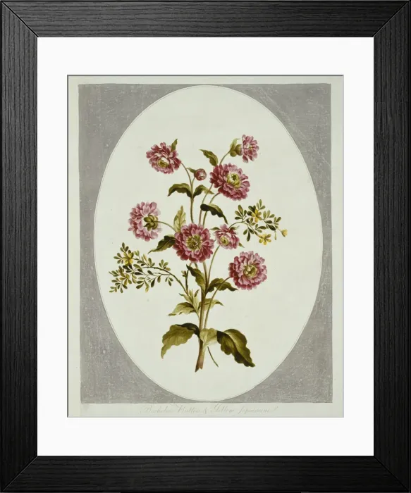 Framed Print : Gelsemium empervirens, yellow jasmine Framed Print : Gelsemium empervirens, yellow jasmine
