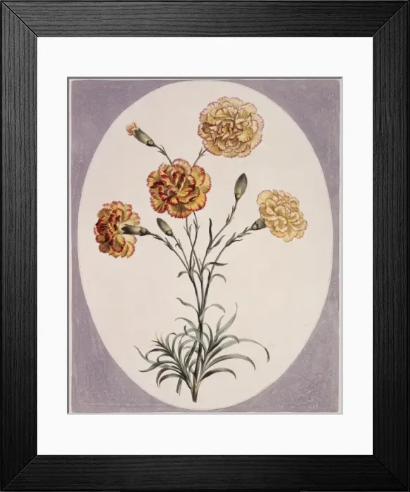 Framed Print : Folio 38 from A Collection of Flowers by John Edwards Framed Print : Folio 38 from A Collection of Flowers by John Edwards