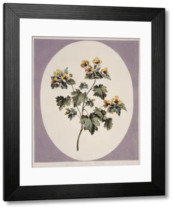 Framed Print : Hyoscyamus aureus, golden flowered henbane Framed Print : Hyoscyamus aureus, golden flowered henbane