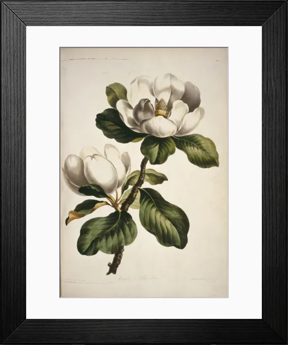 Framed Print : Magnolia sp. magnolia Framed Print : Magnolia sp. magnolia