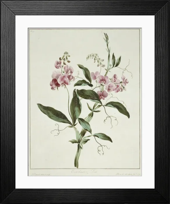 Framed Print : Lathyrus latifolius, everlasting pea Framed Print : Lathyrus latifolius, everlasting pea