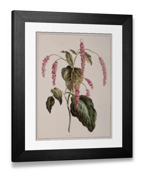 Framed Print : Persicaria sp. knotweed Framed Print : Persicaria sp. knotweed