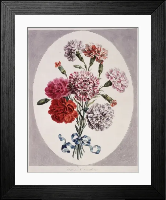 Framed Print : Dianthus caryophyllus, various carnations Framed Print : Dianthus caryophyllus, various carnations