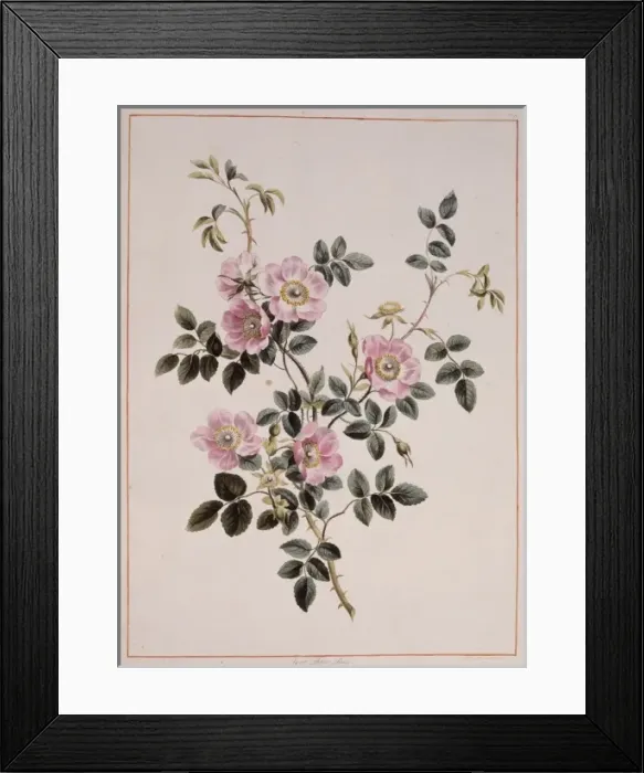Framed Print : Rosa rubiginosa, sweet briar rose Framed Print : Rosa rubiginosa, sweet briar rose