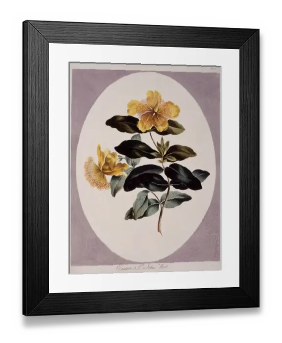 Framed Print : Hypericum perforatum, St. Johnswort Framed Print : Hypericum perforatum, St. Johnswort