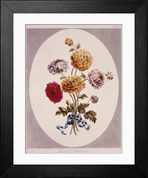 Framed Print : Ranunculus asiaticus, Persian buttercup Framed Print : Ranunculus asiaticus, Persian buttercup