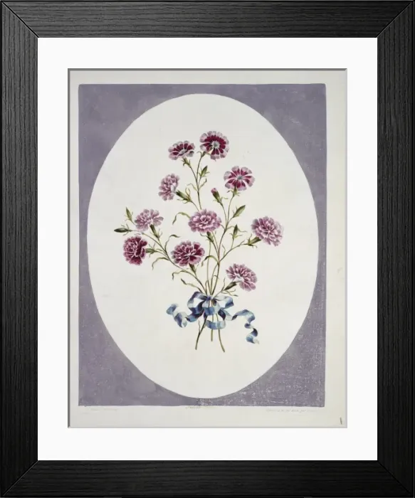 Framed Print : Silene californica, Indian pink Framed Print : Silene californica, Indian pink
