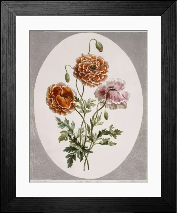 Framed Print : Papaver alpinum, dwarf poppy Framed Print : Papaver alpinum, dwarf poppy