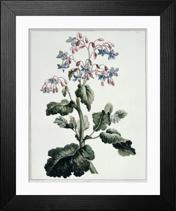 Framed Print : Borago officinalis, borage Framed Print : Borago officinalis, borage