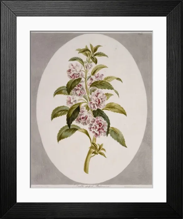 Framed Print : Impatiens balsamina, garden balsam Framed Print : Impatiens balsamina, garden balsam