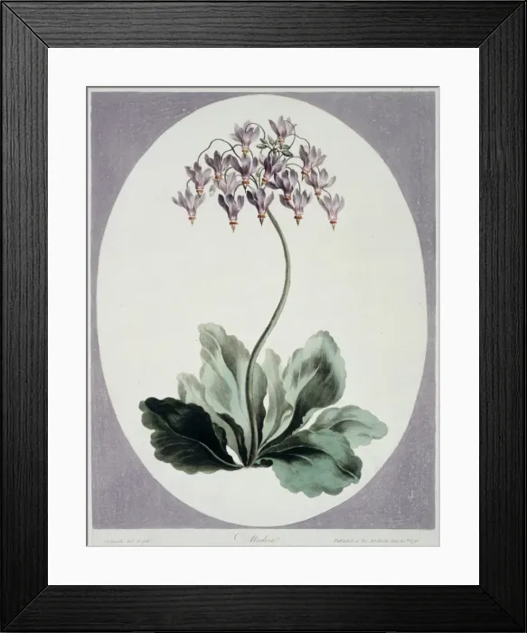 Framed Print : Folio 57 from A Collection of Flowers by John Edwards