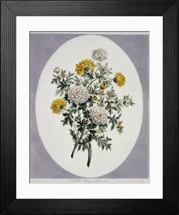 Framed Print : Chrysanthemum sp. chrysanthemums Framed Print : Chrysanthemum sp. chrysanthemums