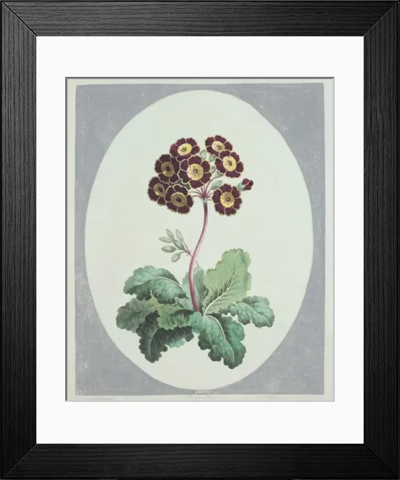 Framed Print : Polyanthus sp. primrose Framed Print : Polyanthus sp. primrose