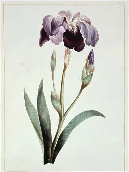 Iris sp. blue iris