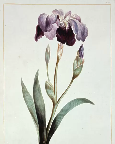 Iris sp. blue iris