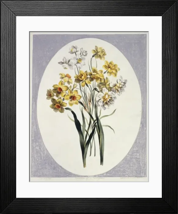 Framed Print : Folio 65 from A Collection of Flowers by John Edwards