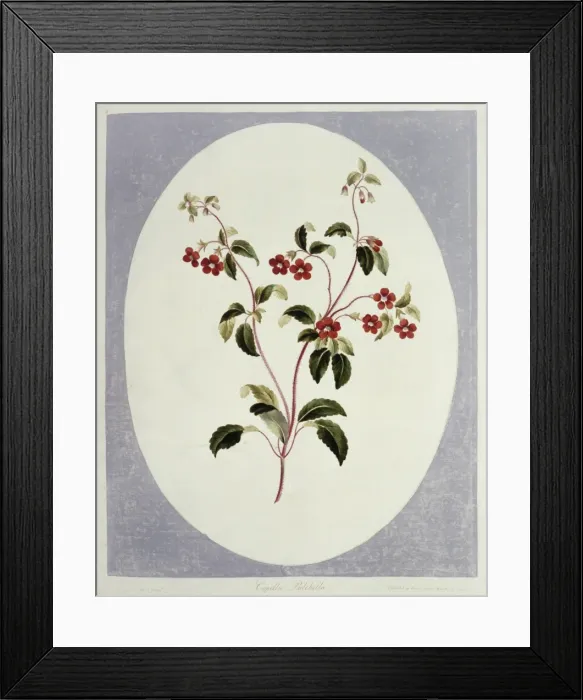 Framed Print : Folio 66 from A Collection of Flowers by John Edwards Framed Print : Folio 66 from A Collection of Flowers by John Edwards