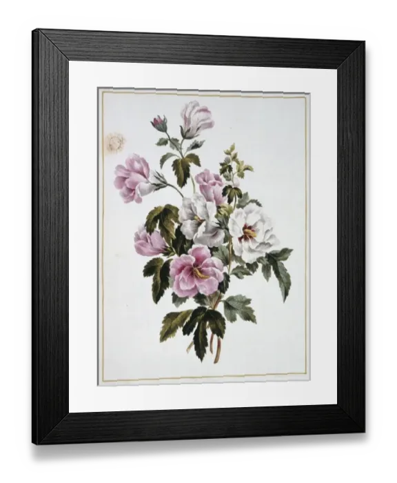 Framed Print : Folio 69 from A Collection of Flowers by John Edwards Framed Print : Folio 69 from A Collection of Flowers by John Edwards
