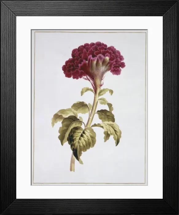 Framed Print : Folio 70 from A Collection of Flowers by John Edwards Framed Print : Folio 70 from A Collection of Flowers by John Edwards