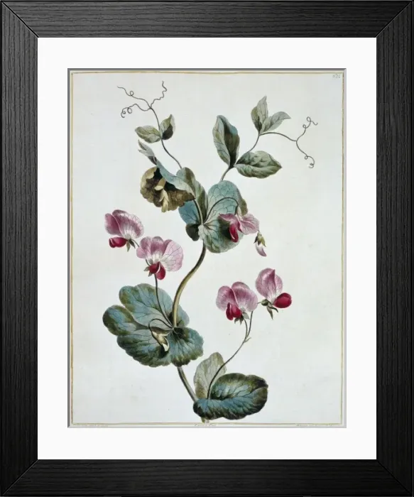Framed Print : Pisum sativum, crown pea Framed Print : Pisum sativum, crown pea