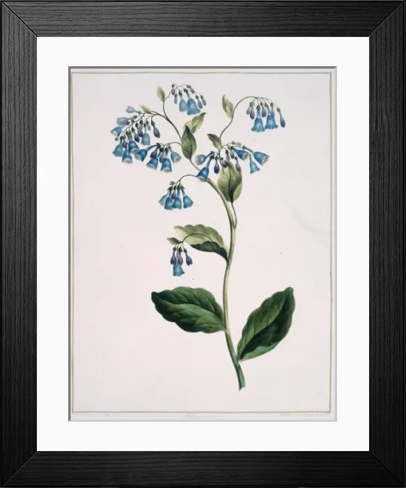 Framed Print : Folio 71 from A Collection of Flowers by John Edwards Framed Print : Folio 71 from A Collection of Flowers by John Edwards