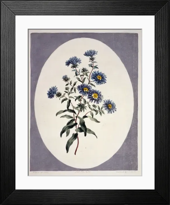 Framed Print : Tall blue astor Framed Print : Tall blue astor