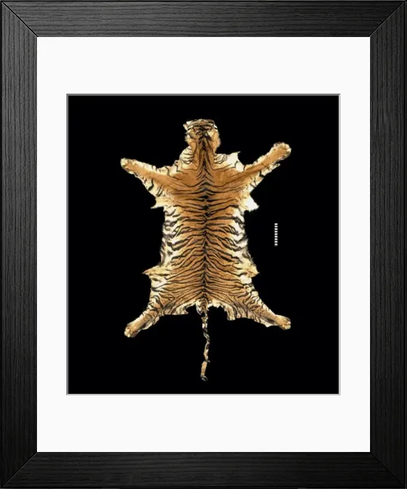 Framed Print : Panthera tigris sumatrae, Sumatran tiger Framed Print : Panthera tigris sumatrae, Sumatran tiger